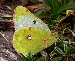 Mountain Clouded Yellow - Colias phicomone © Teresa Farino